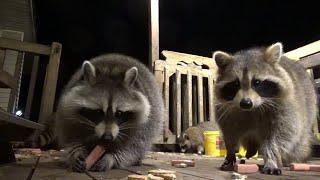 Lots of Raccoons at the Diner and two babies