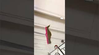 掃把你是海蛞蝓吧？｜紓壓又療癒｜broom with vitality？