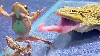 Asian Bullfrog Tries To Eat Other Frogs! Asian Bullfrog Live Feeding