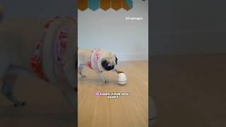 Best TOY for your DOG!  #pug #dog #shorts