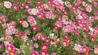 YouTube   Field of Pink Daisies