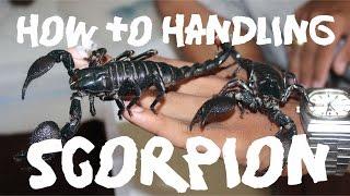 HOW TO HANDLING SCORPION