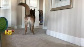 Munster Has A Case Of The Zoomies!