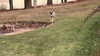 Quilla and pups in fire pit
