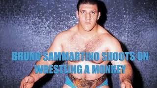 BRUNO SAMMARTINO SHOOTS ON WRESTLING A MONKEY