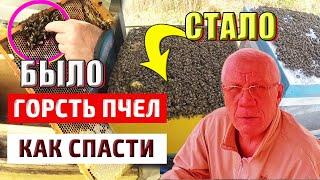 Слабые семьи  Матка и горсть пчел Как спасти пчел