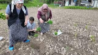 Bahçedeyiz aldığımız karpuz kavun domates biber salatalık fidelerini çocuklarla beraber dikiyoruz