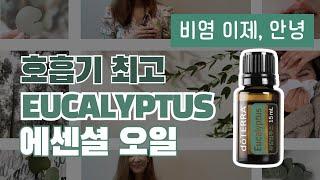 [doTERRA 레시피] 호흡기 최강자 유칼립투스 오일 어떻게 써야할까? (feat. 비염)