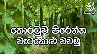 කොරටුව පිරෙන්න වැටකොළු වවමු  | Waga Perahuru - Luffa | Season 03 | EP - 01