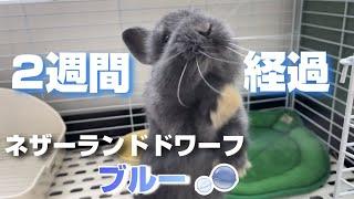 ブルーのうさぎをお迎えして２週間の様子と変化について【ネザーランドドワーフ】