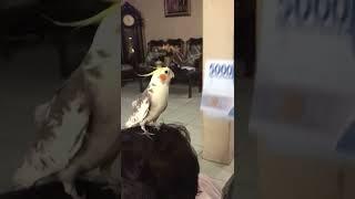 who doesn’t love money? #shorts #cockatiel #pets