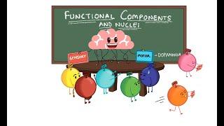 FUNCTIONAL COMPONENTS || NUCLEI OF ALL CRANIAL NERVES || NEUROANATOMY BASICS