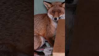 TRAPPED by his TAIL! #wildlife #wildliferescue #animalshorts  #wildlifeaid