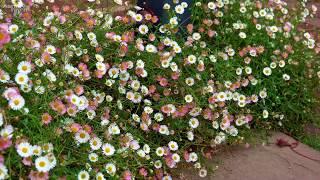 Erigeron karvinskianus (Mexican fleabane) | Why Sarah Raven Loves This