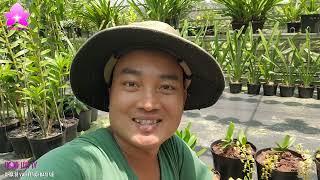 Ngắm Lan Nở Tưng Bừng (50) Tại Resort Hoa Lan NGUYỄN NGỌC HÀ #vienmansongtv