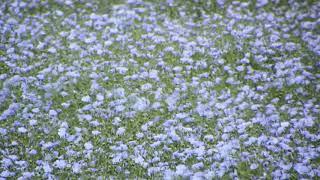 field of flax