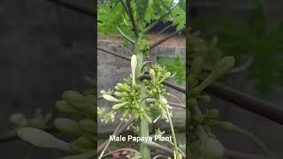 Male Papaya Plant