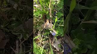 オオイヌノフグリ見つけた！