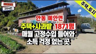 285  공기청정지역 7년생 미얀마, 이제 출하시작하는 감홍으로 고소득가능한 귀농귀촌추천지 #안동토지매매  #경북토지 #경북땅