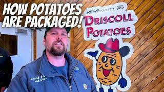 Unveiling the Secrets of Automation Inside Driscoll Potatoes