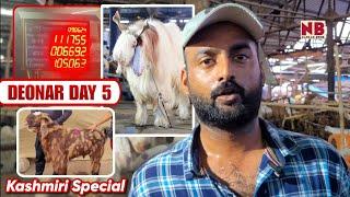 Biggest Kashmiri Goats in Deonar Bakra Mandi