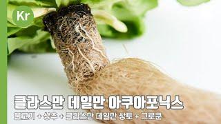 클라스만 데일만 수경상추 _ 아쿠아포닉스  _ 수경재배 전용 상토 + 그로쿤