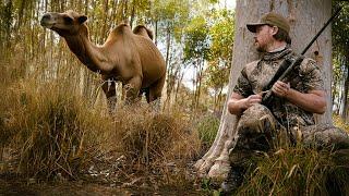 Camel hunt & meat harvest | Outback bush adventure