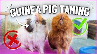 Guinea Pig Taming Do's and Don'ts!