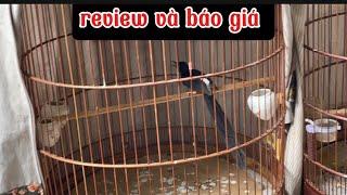 review chim ngày chúa nhật anh em ơi ️️️