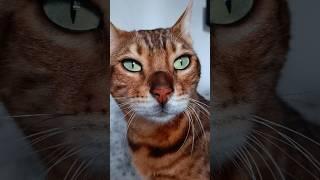 Cai  #cat #cats #bengal #greeneyes #pets #feline #animals #wild #vlog #beautiful #shorts #disney