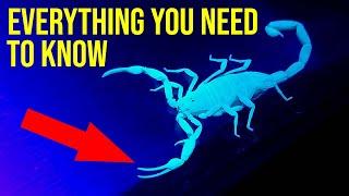 Arizona Bark Scorpion EVERYTHING You Need to Know - Hunting | Sting | Behavior | Habitat | Control