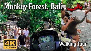 Monkey Forest, Ubud - Bali, Indonesia | Walking Tour | 4K