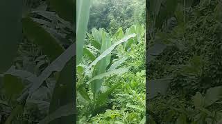 The wild banana plant and its leaves look so beautiful.#beautifulnature #naturalbeauty #shortvideo