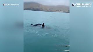 Close encounter with three orca in Lyttelton.