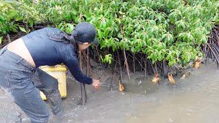 Catching A Lot Of Big Mud Crabs During Raining