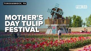 Families visit Brown Hill Farms for blooming Mother's Day celebration with 500,000 tulips