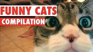 Funny Cats Video Compilation 2016