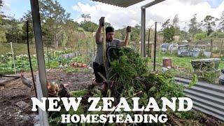 What's REALLY Happening on Our New Zealand Homestead