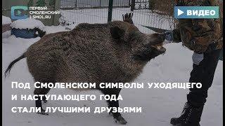 Под Смоленском символы уходящего и наступающего года стали лучшими друзьями