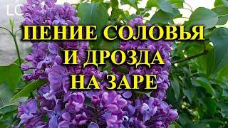 Весенние пения соловья и дрозда особенно яркие и ласкают душу. #музыкадлясна #природа