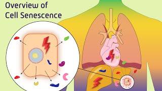 Overview of Cell Senescence