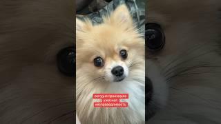 Причем тут ПОМИДОРЫ  #pomeranian #шпиц #померанскийшпиц #немецкийшпиц #смешныеживотные