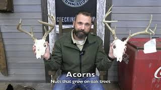Antlered Animals - TWRA Wildlife Education