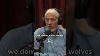 JRE - From WOLVES to DOGS: The FASCINATING Story of Canine DOMESTICATION #jre #joerogan #history