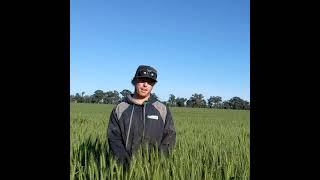 Luximax grower experience - Hamish Gaynor, Alleena NSW