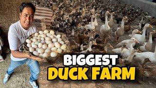 Duck Farm in Pakistan | Duck Eggs Price | Pakistan Ostrich Farm Brand