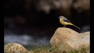 1 hour sound of  Grey wagtail