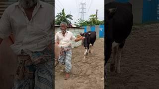 Big cow|the world cow|America Brahman cow|gabtoli gorur haat|biggest cow|#cow_cattle_in|#cow|#bull