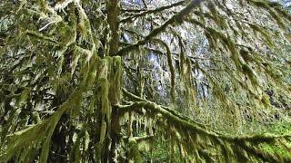 Hoh Rainforest | 2 Minute Instant Relaxation | Nature Relaxation Instacalm Video Series