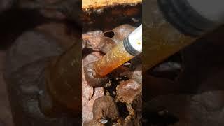 close up honey harvesting #bees #pot #honey #shorts